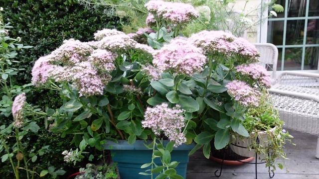 Finding Comfort in Nature: a Guided Garden Stroll with Olga смотреть онлайн