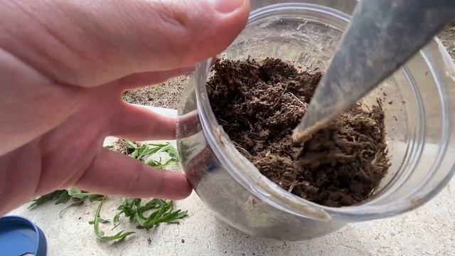 Life of a Grub смотреть онлайн