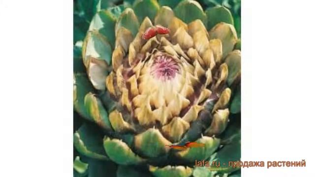 Артишок обыкновенная Султан (sultan) ? артишок Султан обзор: как сажать семена артишока Султан