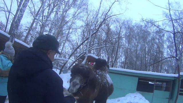 Алекс в Контактном зоопарке в Березовой роще. смотреть онлайн