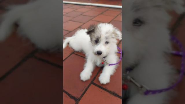 My Leo Slow-motion #dog #petslove #mariyafranston #becareful смотреть онлайн