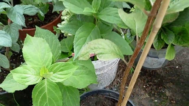 Как сформировать гортензию на штамбе??С чего начать? смотреть онлайн