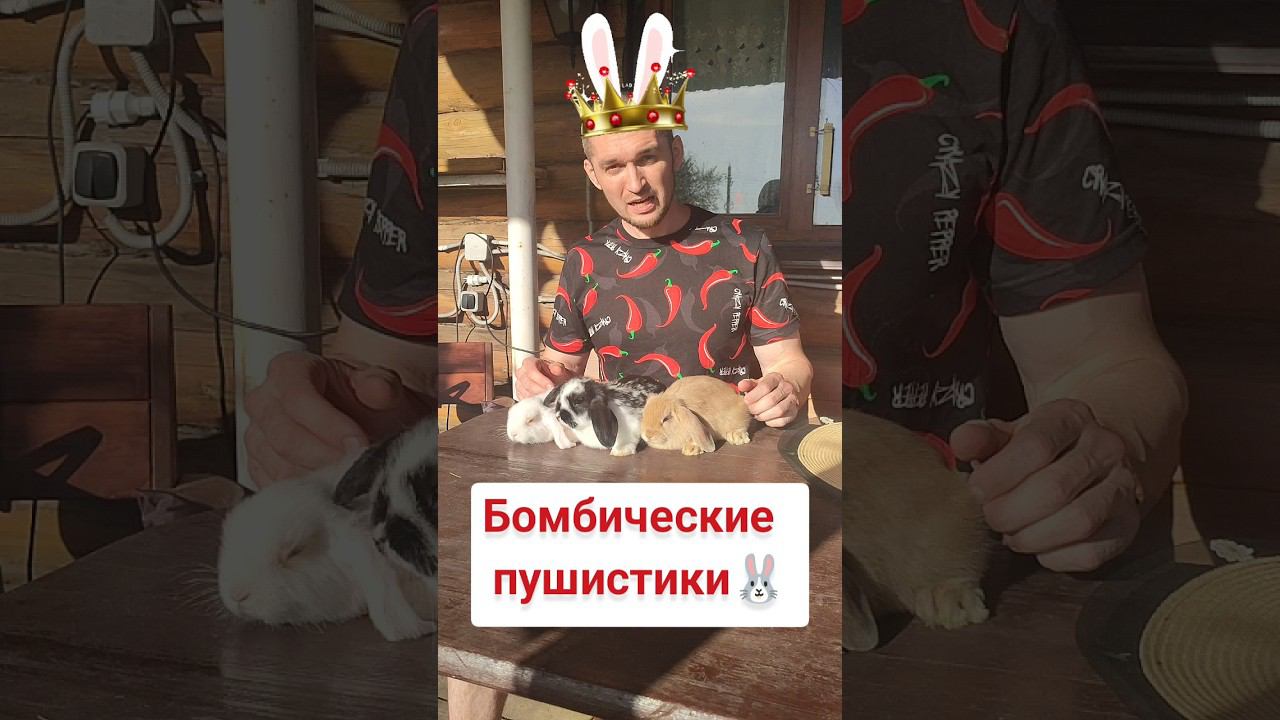 Вислоухие пушистики смотреть онлайн