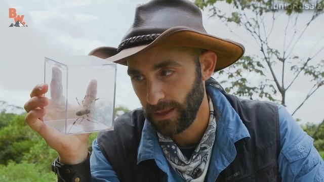 УКУСИТ ЛИ?! - БАНАНОВЫЙ ПАУК / Золотопряд / Койот Питерсон на русском смотреть онлайн