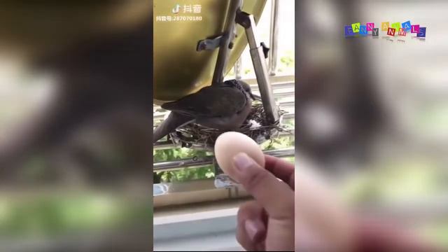 Разные приколы с разными животными. Заботливая собака. смотреть онлайн