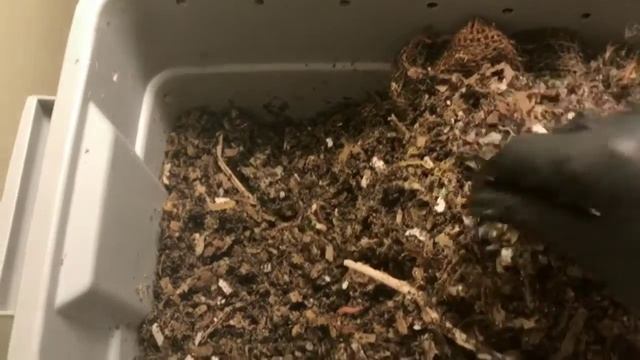 Experimental Worm Bins: Week 15 Update смотреть онлайн
