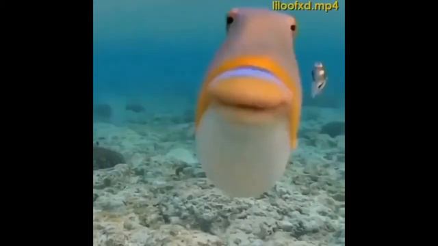Memes that i like to watch after school смотреть онлайн