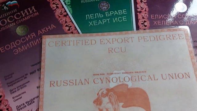 пришли титулы наших собак, питомник чихуахуа Кастропуло Крым смотреть онлайн