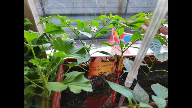 Горький перец Апачи. От всходов до урожая. смотреть онлайн