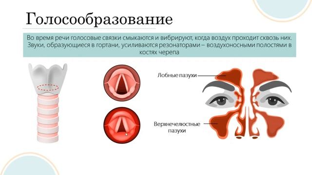 Дыхательная система. Часть 1 смотреть онлайн