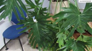 ФИЛОДЕНДРОН  СЕЛЛО. Общее описание, уход и размножение.