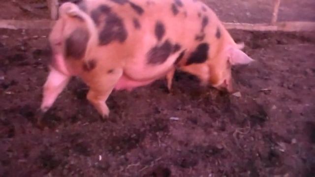Признаки близких родов у свиноматки и не только. смотреть онлайн