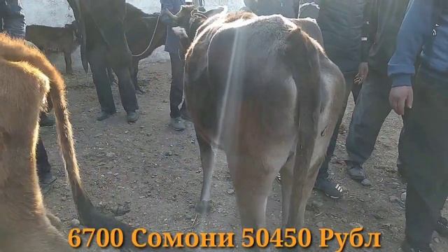 МОЛ БОЗОР РЕГАР ШАНБЕ БОЗОР 17 Октябр Новинка Нархои Хар хела / Мега бозор 2020