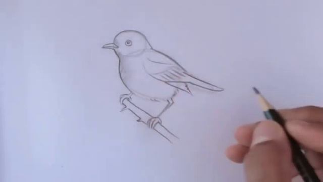 How to draw a bird drawing easy step by step Basic drawing lessons for beginners pencil drawings смотреть онлайн