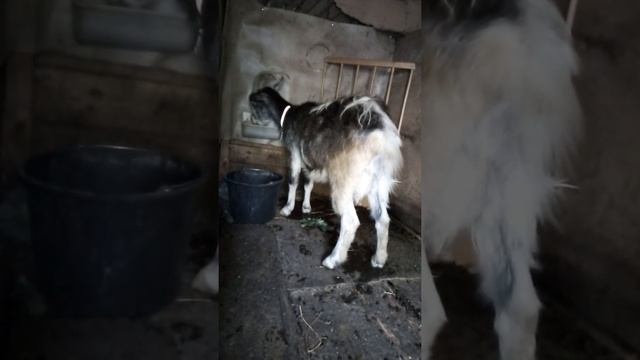 Удаление рогов у коз при помощи резинок. смотреть онлайн