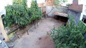 Кормим детеныша обезьяны во дворе родителей