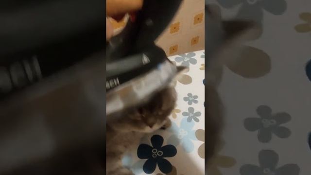 как погладить кота гайд смотреть онлайн