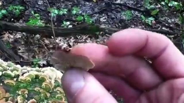 Turkey tail? смотреть онлайн