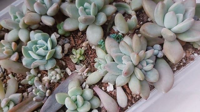 Graptoveria Opalina/Sukulentlerin Farklı Cinsleri Var mı?🤔 #sukulentbakımı #succulents смотреть онлайн