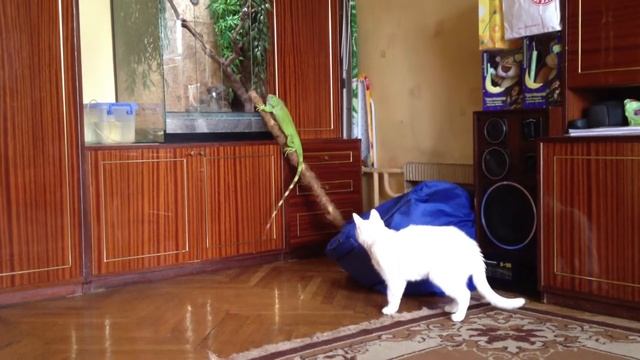 Игуана и Кошка смотреть онлайн