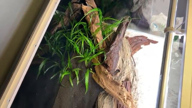 Aquascape Workshop at Horizon Aquatics смотреть онлайн