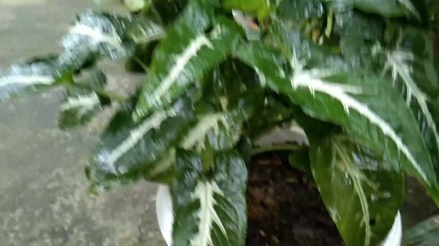 Wendlandii syngonium /প্ৰকৃতি, প্ৰতিস্থাপন আৰু পৰিচৰ্যা সম্পৰ্কে смотреть онлайн