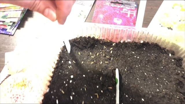 АСТРЫ, посев семян смотреть онлайн