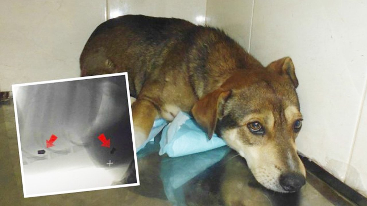 “Это редкий тип собаки – совершенный “север”: холодный и застывший!” смотреть онлайн