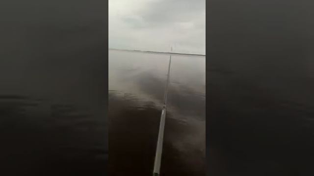 Рыбинка весной