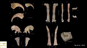 Линъюанозавр — Динозавры