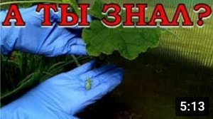 Формируем ОГУРЦЫ ПОШАГОВО! ???