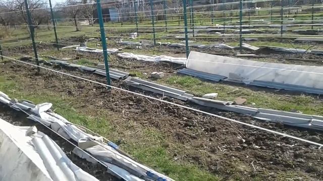 Снимаем зимнее укрытие винограда Весна 2021 смотреть онлайн