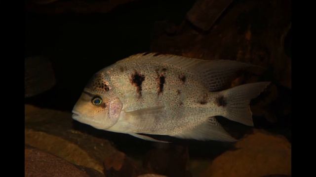 Аквариум 2300 литров: Вьеха Аргентия(Vieja Argentea) смотреть онлайн