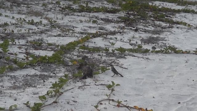 Galapagos Mockingbirds territory dispute смотреть онлайн