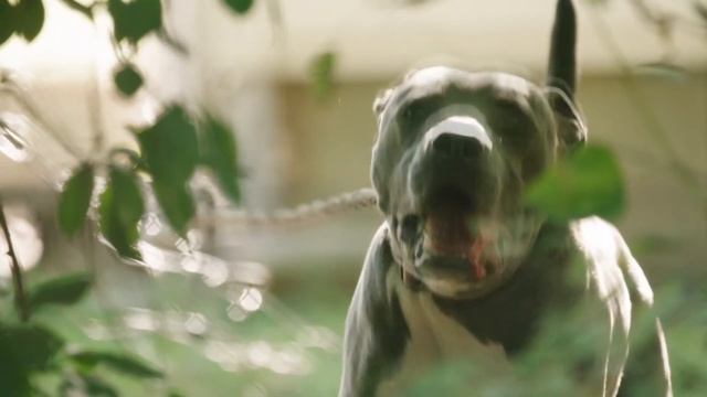 How To Wean A Dog From Gnawing Everything