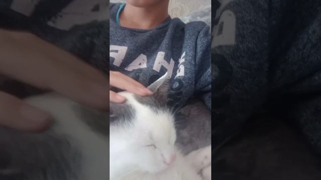 Милый котик? #якринж #котик #котята #кот #кошка смотреть онлайн