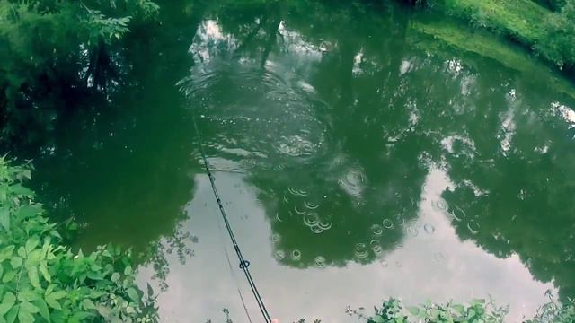 Летняя Рыбалка, Река Десна, Окунь, Август 2015 смотреть онлайн