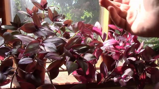 Комнатный цветок традесканция зебрина. От чего зависит цвет? смотреть онлайн