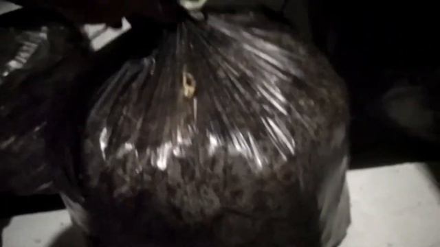 Как вырастить грибы вешенка в домашних условиях, в подвале без специального оборудования., Этап-2 смотреть онлайн