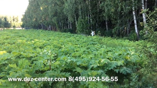 Опасно Борщевик !!! Эффективная борьба с борщевиком. Покос и гербицидная обработка! смотреть онлайн