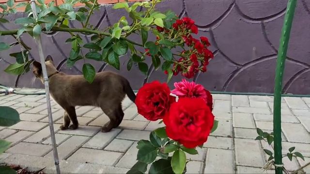 Цветущий сад! Прогулка по саду. Топ роз. Хвойные. Розарий и клумбы. rose. roze смотреть онлайн
