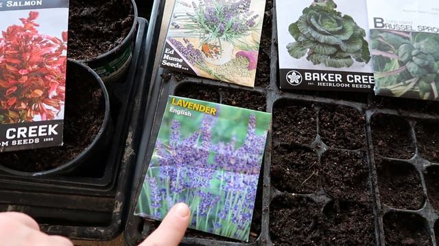 Starting Seeds 2023 \\ Onions, Lavender, Sage, Brassicas смотреть онлайн