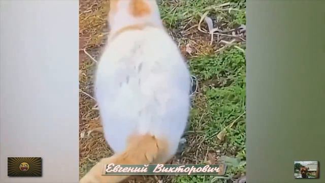 Приколы с животными 27 мая 2023 года смотреть онлайн