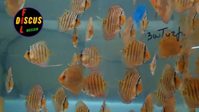 ДИСКУСЫ,  ТИГРЫ ОПТОМ