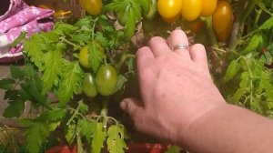 #21 #2022 Томат Ампельмон, балконный #сад #дача #огород