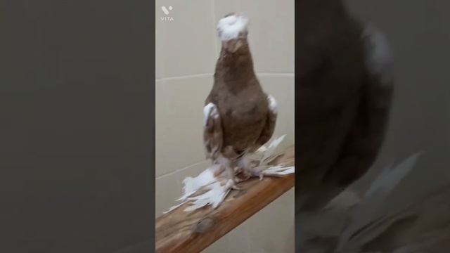 УЗБЕКСКИЕ ДВУХЧУБЫЕ.ГОЛУБИ ОТ АНСАРА, тел+77055423944 #tauben #pigeons смотреть онлайн