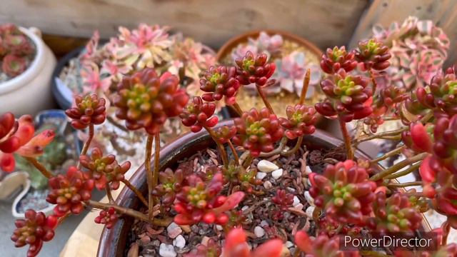 Listening to music and enjoying my beautiful succulent plants. смотреть онлайн