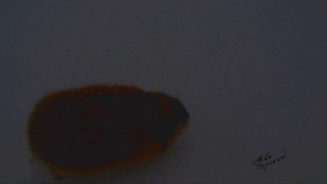 зимний лемминг