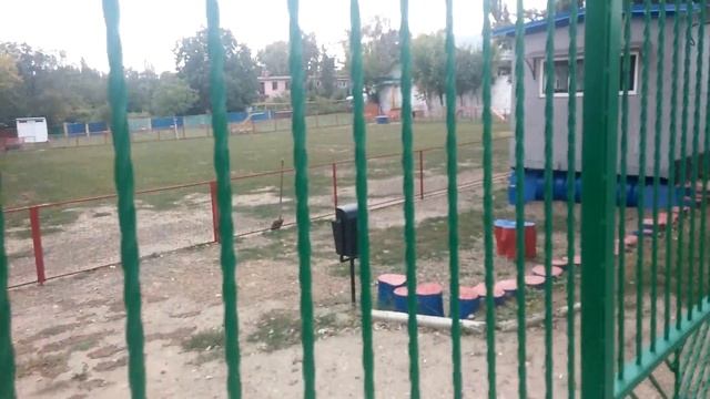 Площадка для выгула и дрессировки смотреть онлайн