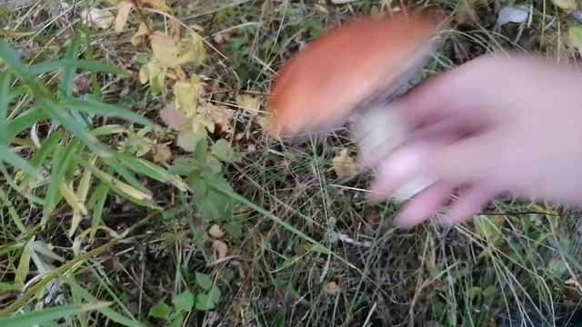 Набрали БЕЛЫХ ГРИБОВ смотреть онлайн